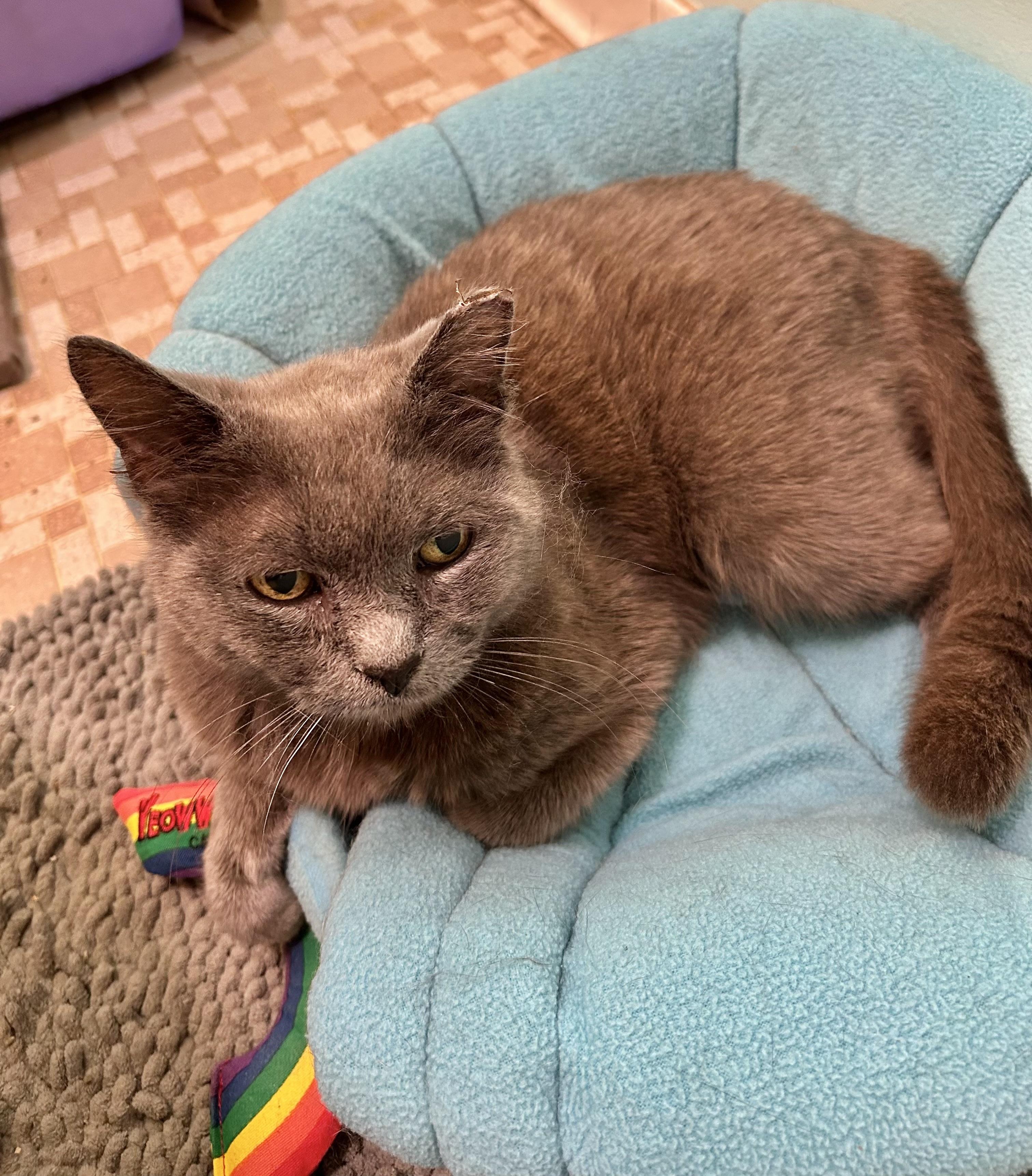 Bluebelle (Russian blue) see video, a ADOPTABLE Russian Blue in Port Orange, FL image 2/5
