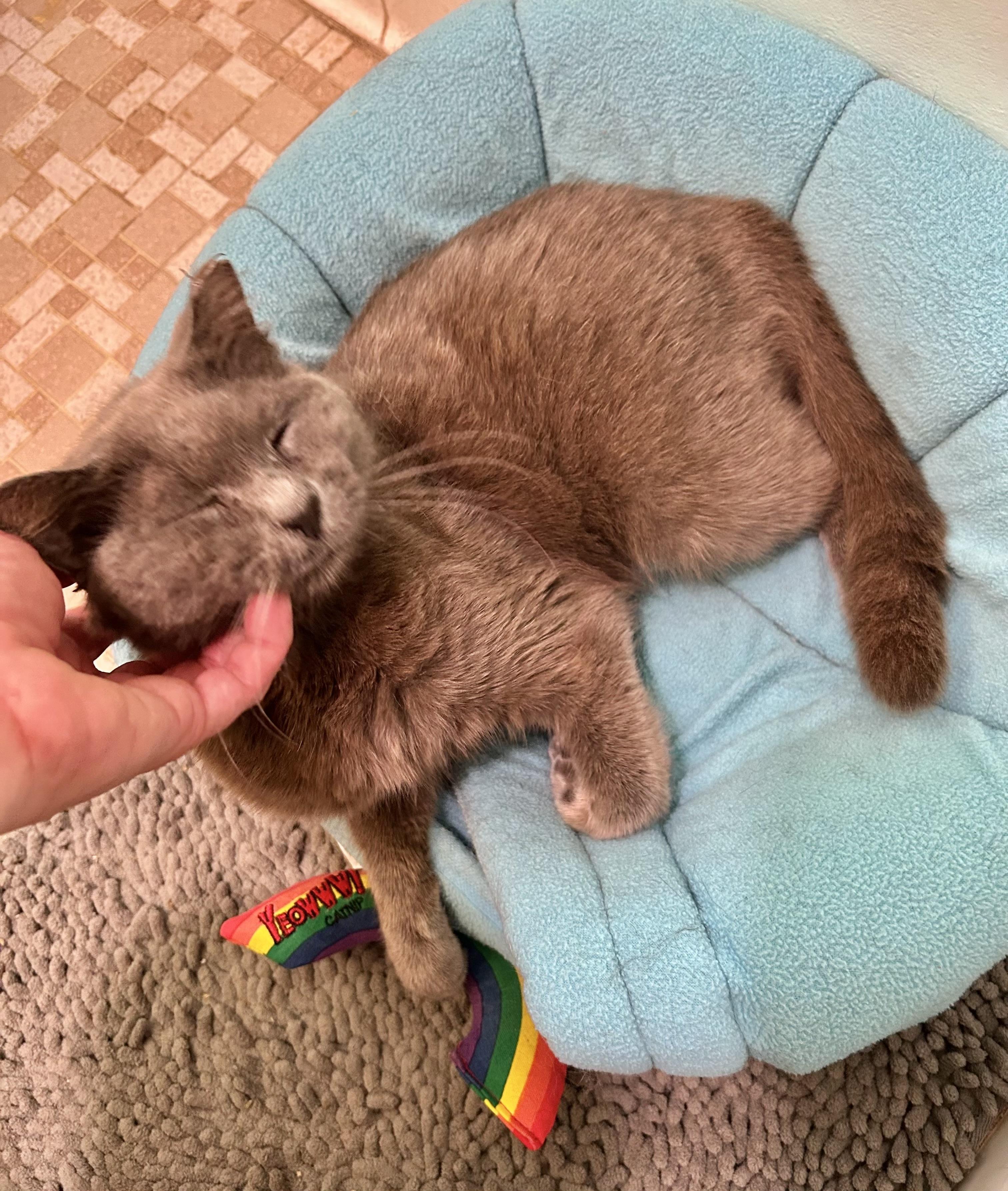 Bluebelle (Russian blue) see video, ADOPTABLE, Young Female Russian Blue.