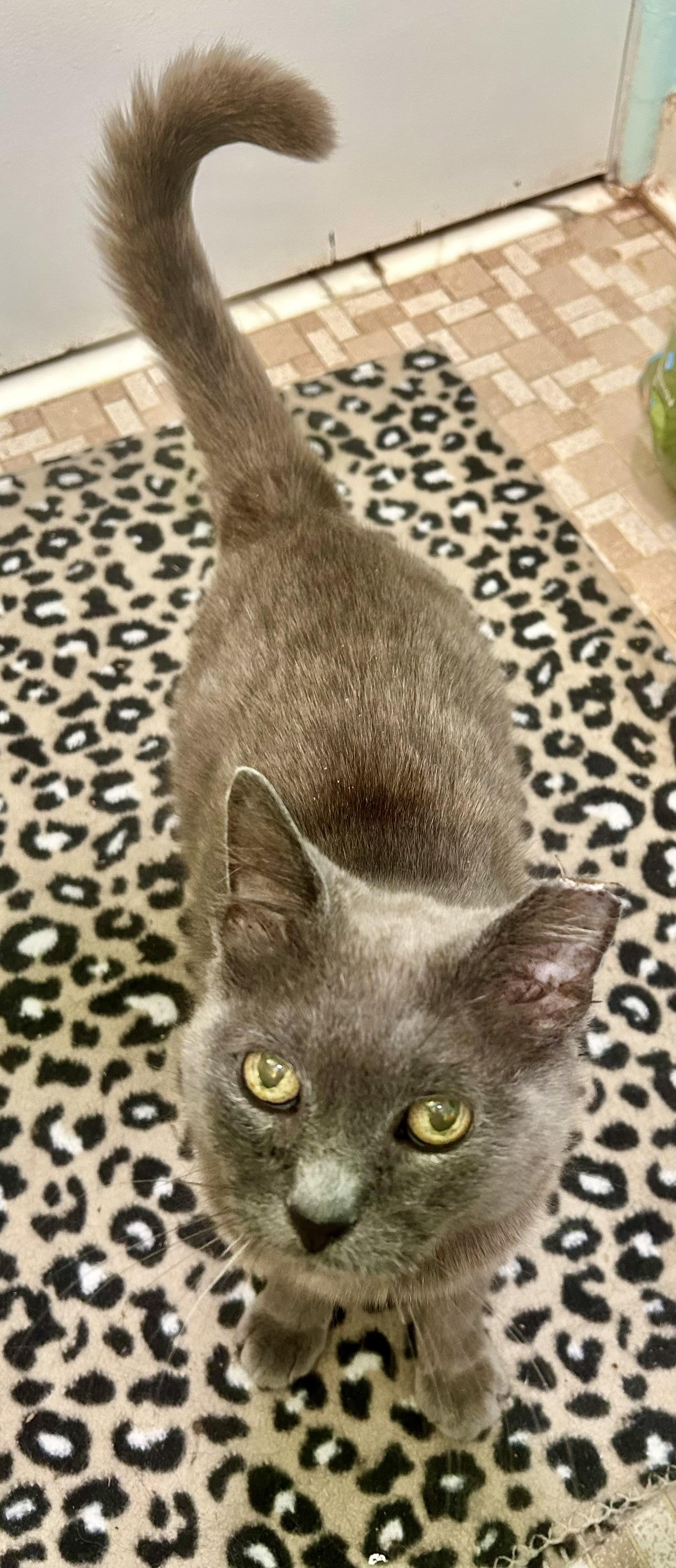 Bluebelle (Russian blue) see video, a ADOPTABLE Russian Blue in Port Orange, FL image 4/5