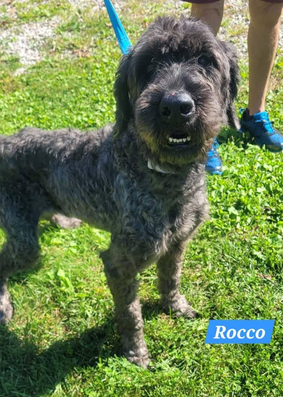 Enlarge Rocco, a Adoptable Giant Schnauzer in St. Clairsville, OH image 2/4
