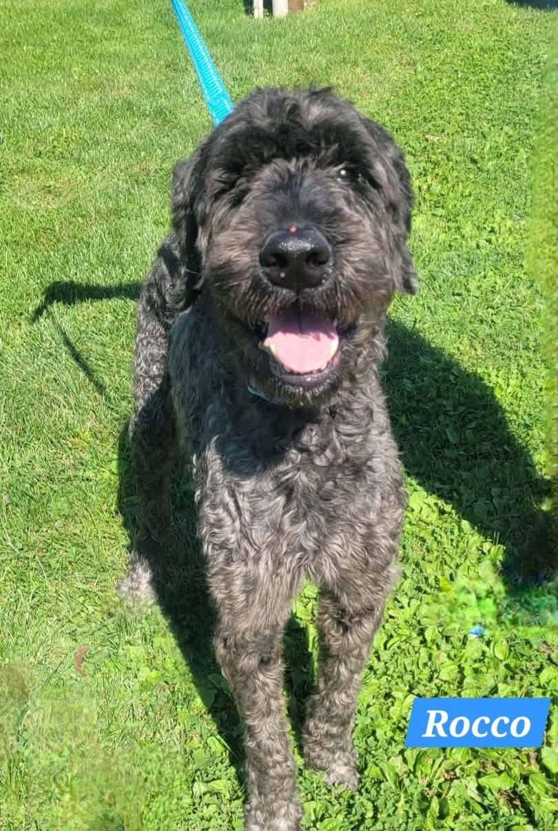 Enlarge Rocco, a Adoptable Giant Schnauzer in St. Clairsville, OH image 1/4