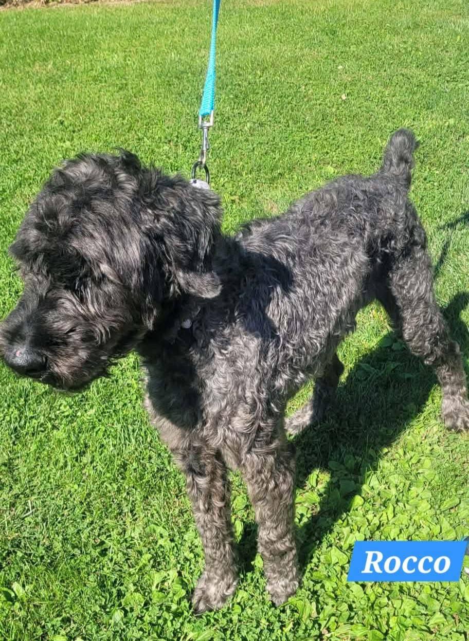 Enlarge Rocco, a Adoptable Giant Schnauzer in St. Clairsville, OH image 3/4
