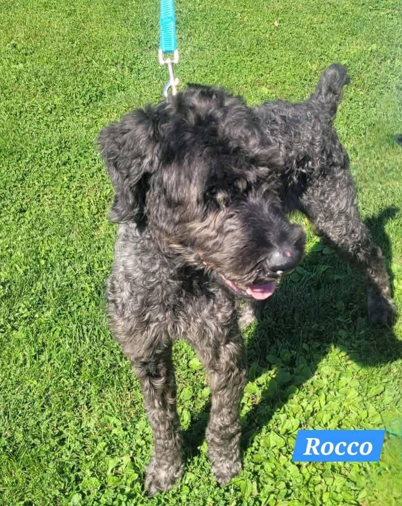 Enlarge Rocco, a Adoptable Giant Schnauzer in St. Clairsville, OH image 4/4
