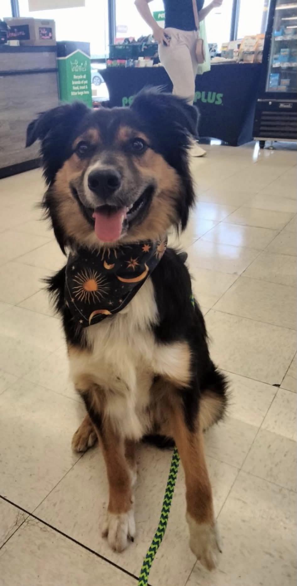 Buckeye, ADOPTABLE, Young Male Australian Shepherd.