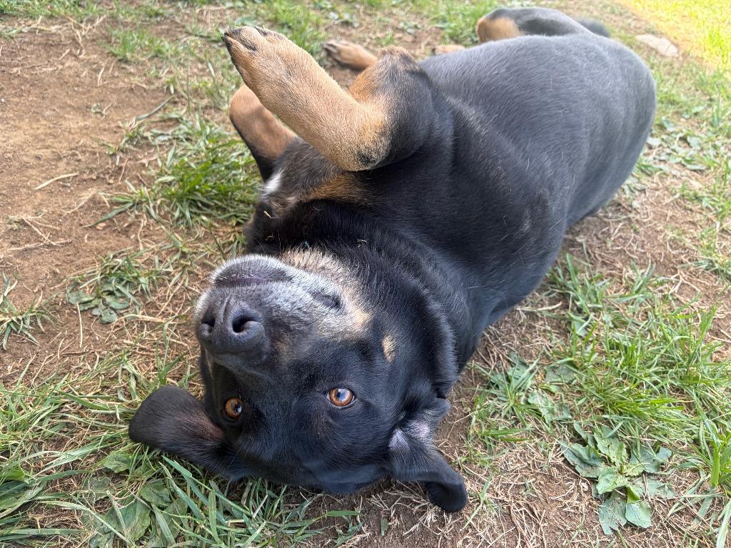 Koda, Adoptable, Adult Male Mixed Breed.