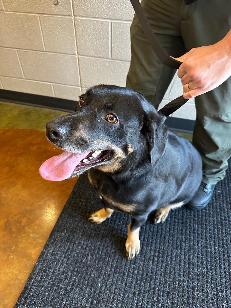 Enlarge Koda, a Adoptable mixed breed in Gallatin, TN image 2/3