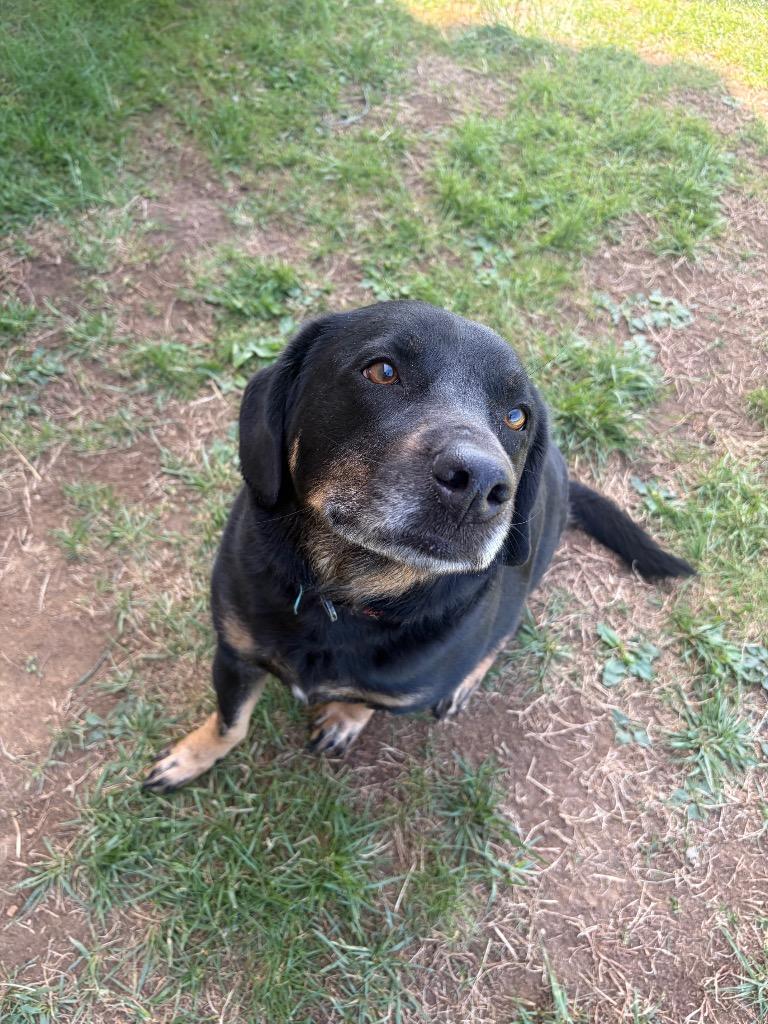 Enlarge Koda, a Adoptable mixed breed in Gallatin, TN image 3/3