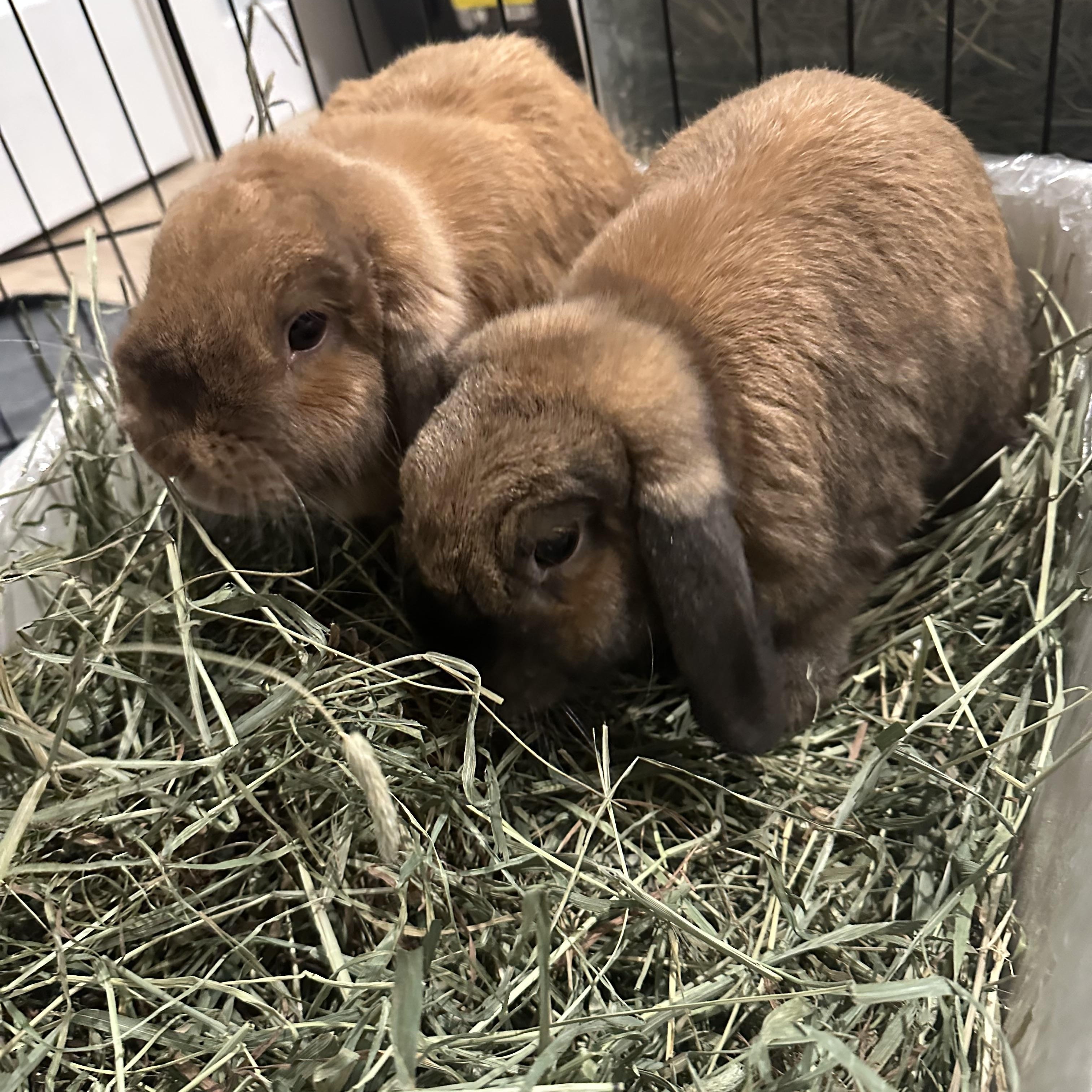 Enlarge EJ & Charlotte, a Adoptable Holland Lop in Cream Ridge, NJ image 1/4