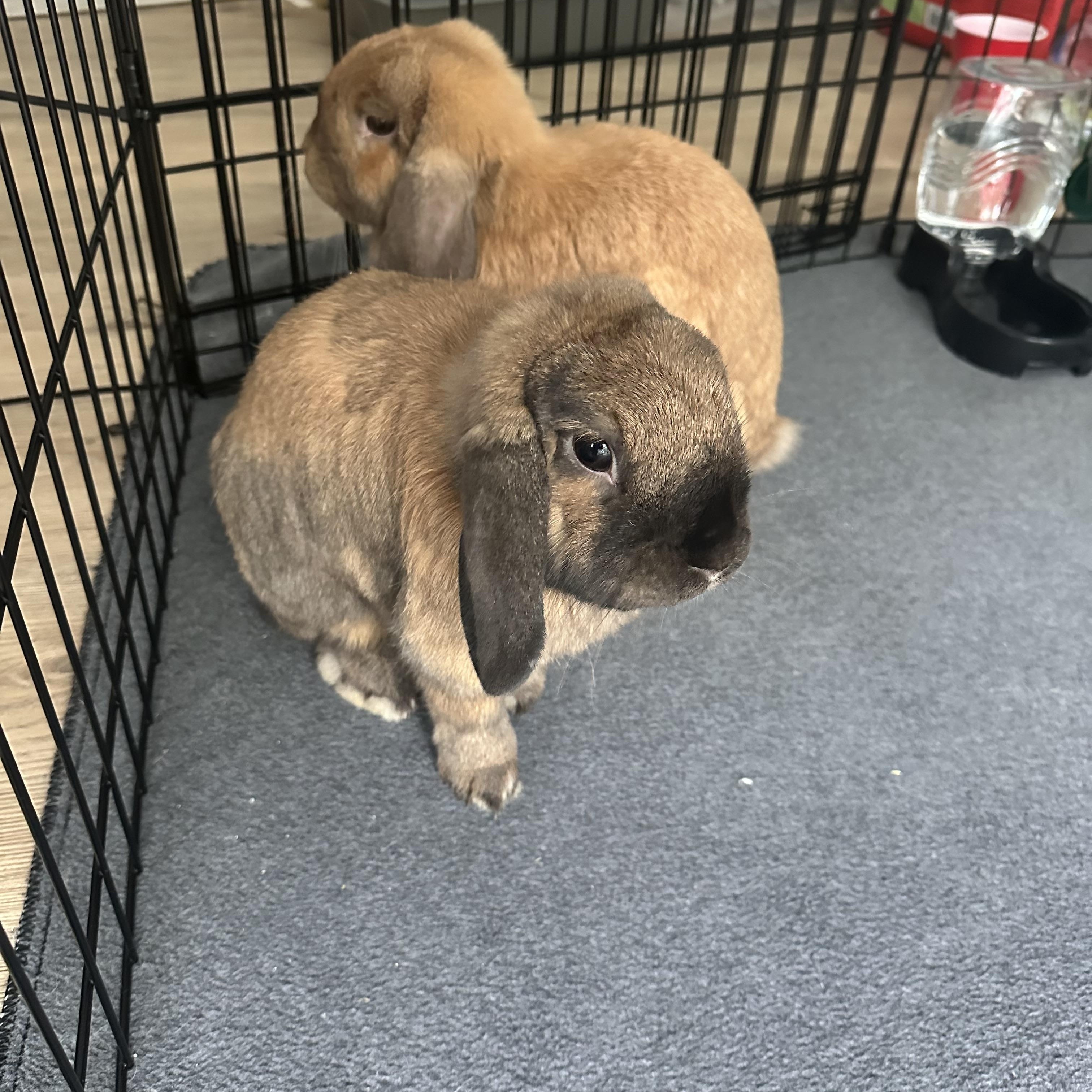 Enlarge EJ & Charlotte, a Adoptable Holland Lop in Cream Ridge, NJ image 2/4