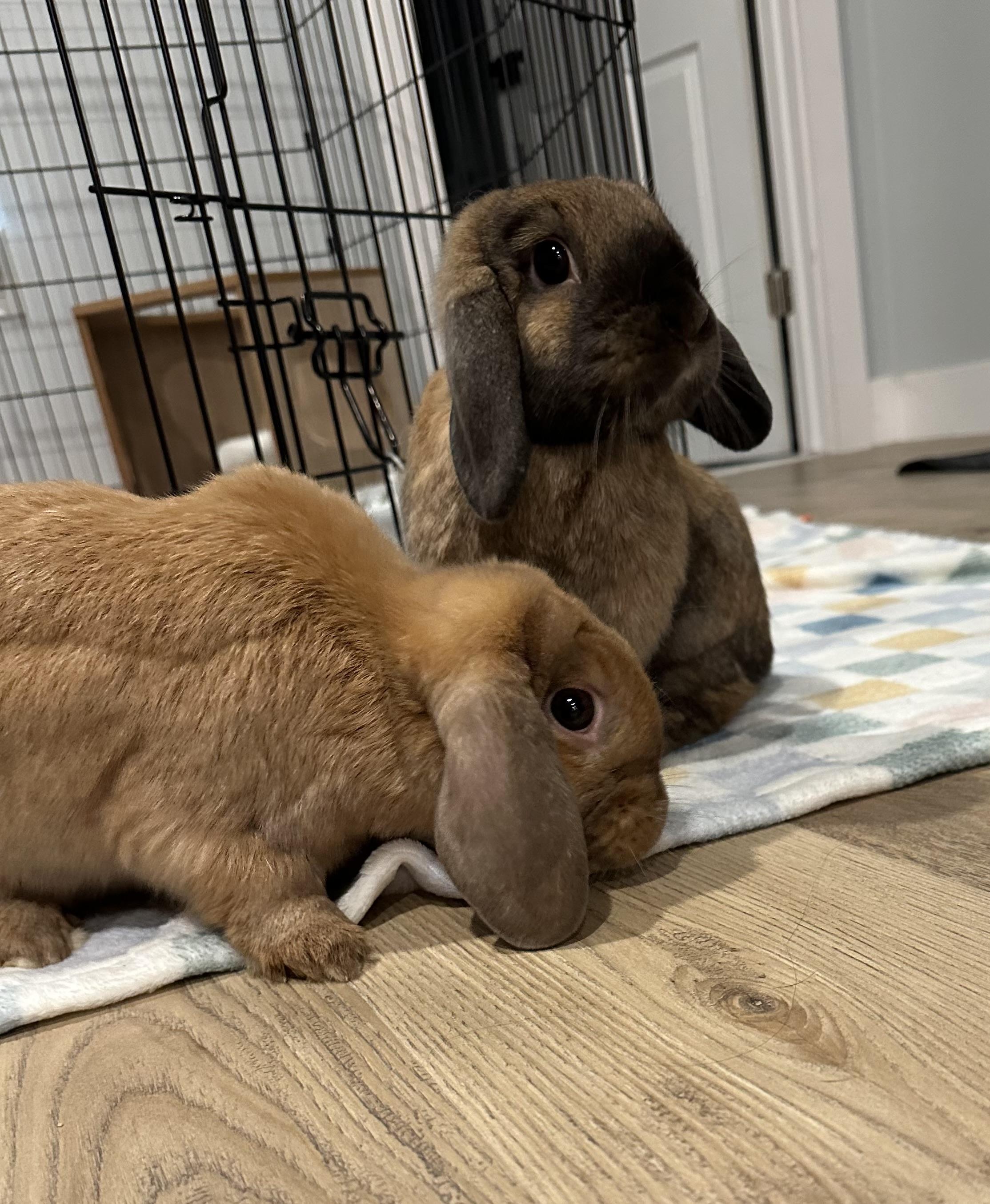 EJ & Charlotte, Adoptable, Young Female Holland Lop.