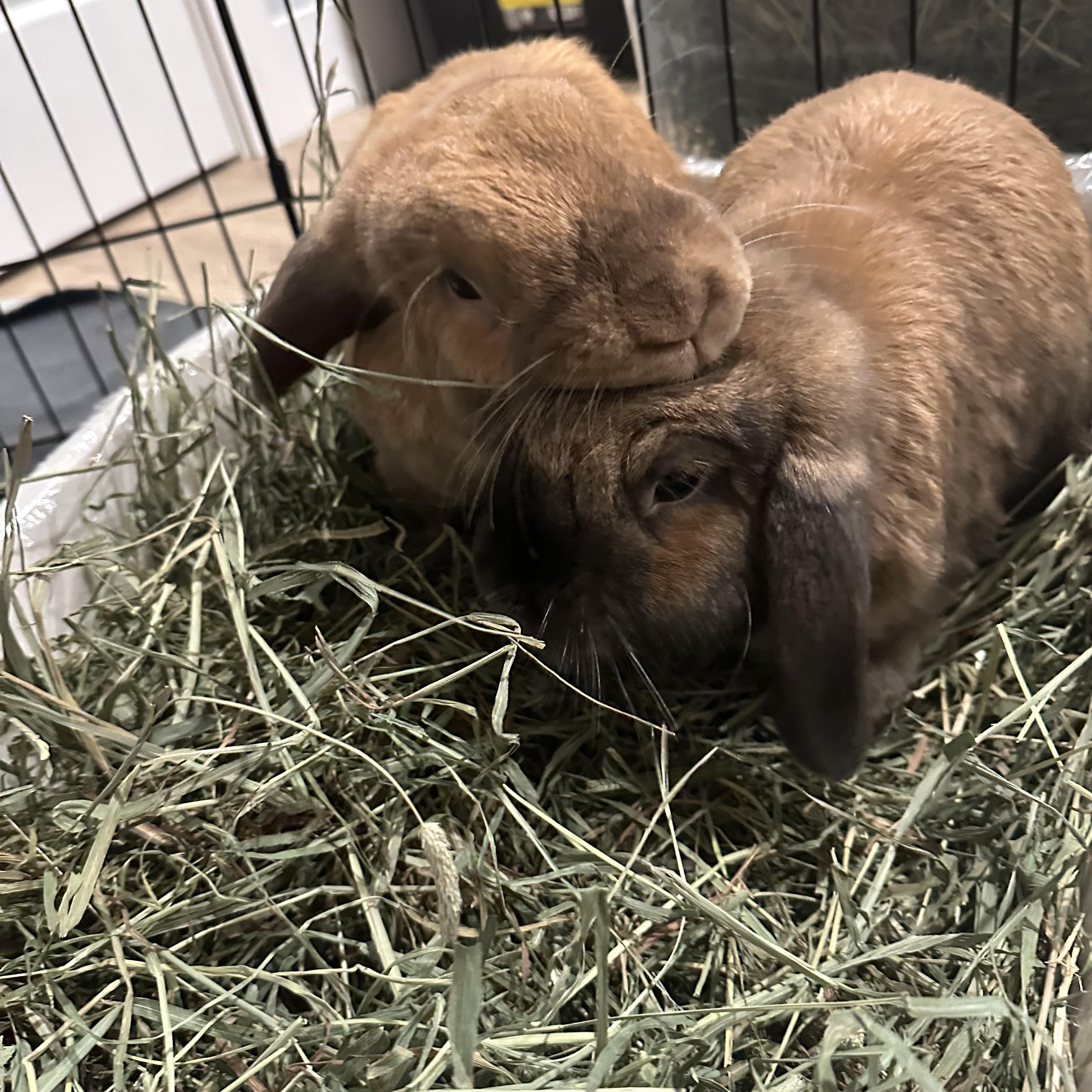 Enlarge EJ & Charlotte, a Adoptable Holland Lop in Cream Ridge, NJ image 4/4