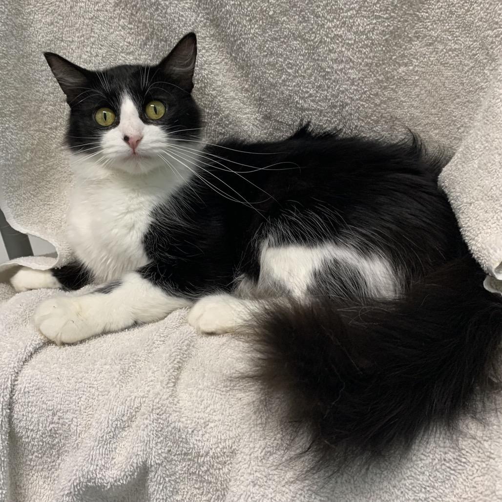 Enlarge Millie, a Adoptable Domestic Long Hair in Blair, WI image 2/2