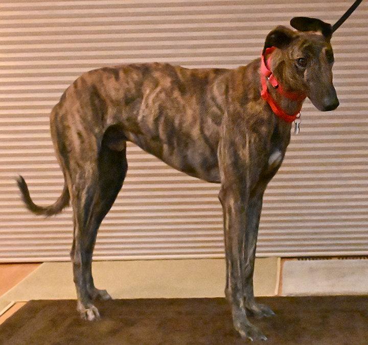 Spy, Adoptable, Young Male Mixed Breed.