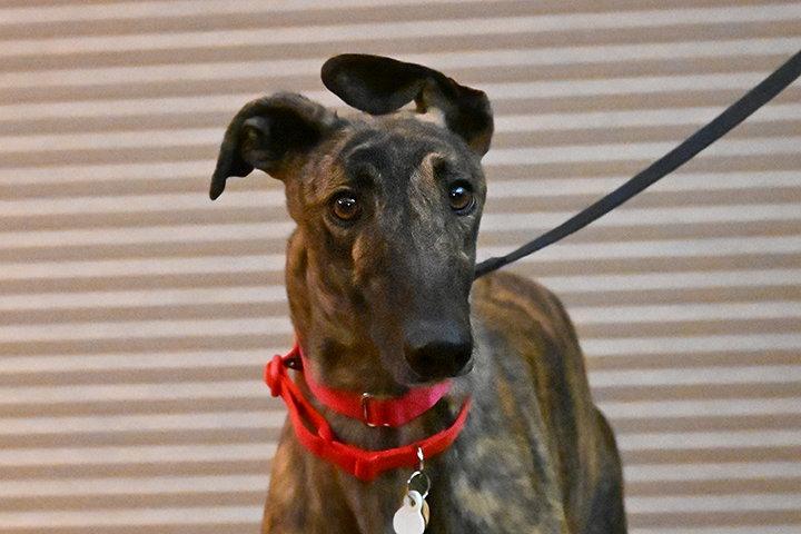Enlarge Spy, a Adoptable Mixed Breed in Minneapolis, MN image 2/3