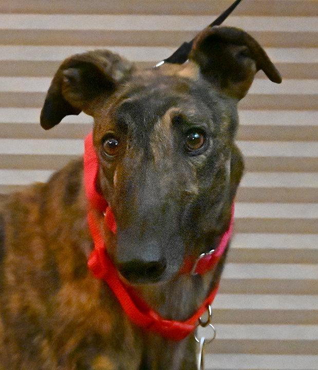 Enlarge Spy, a Adoptable Mixed Breed in Minneapolis, MN image 3/3