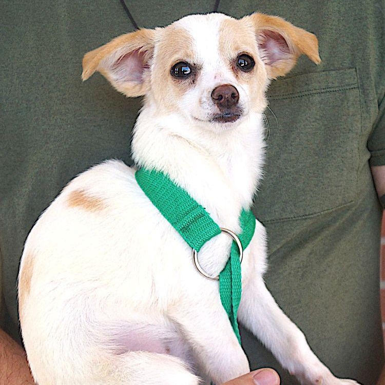 Enlarge Edwin, a ADOPTABLE mixed breed in Carrollton, TX image 2/3