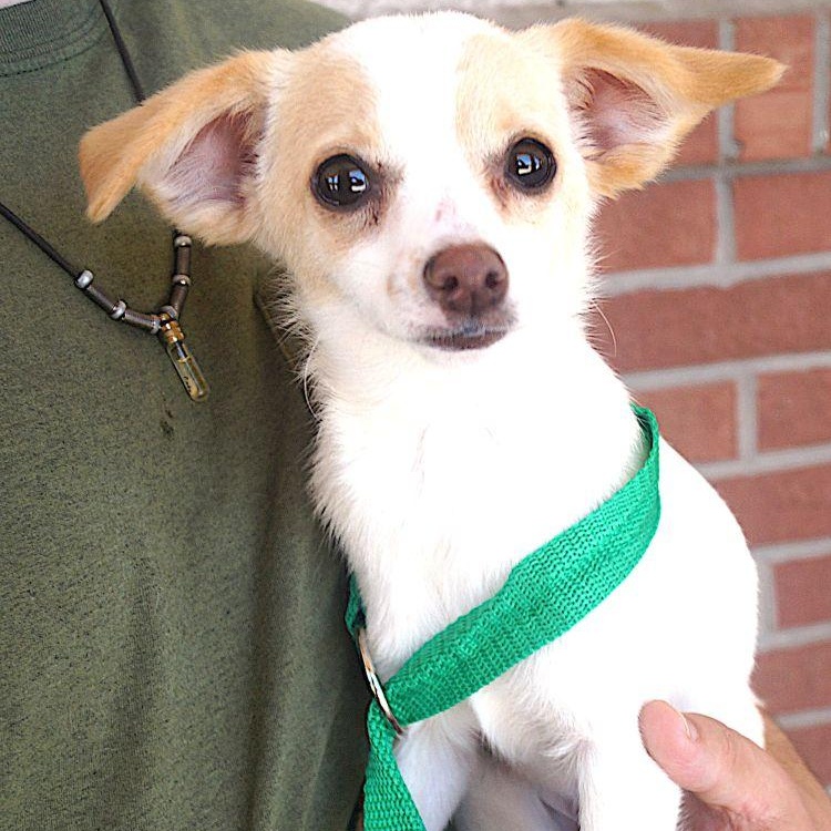 Edwin, ADOPTABLE, Young Male Jack Russell Terrier.