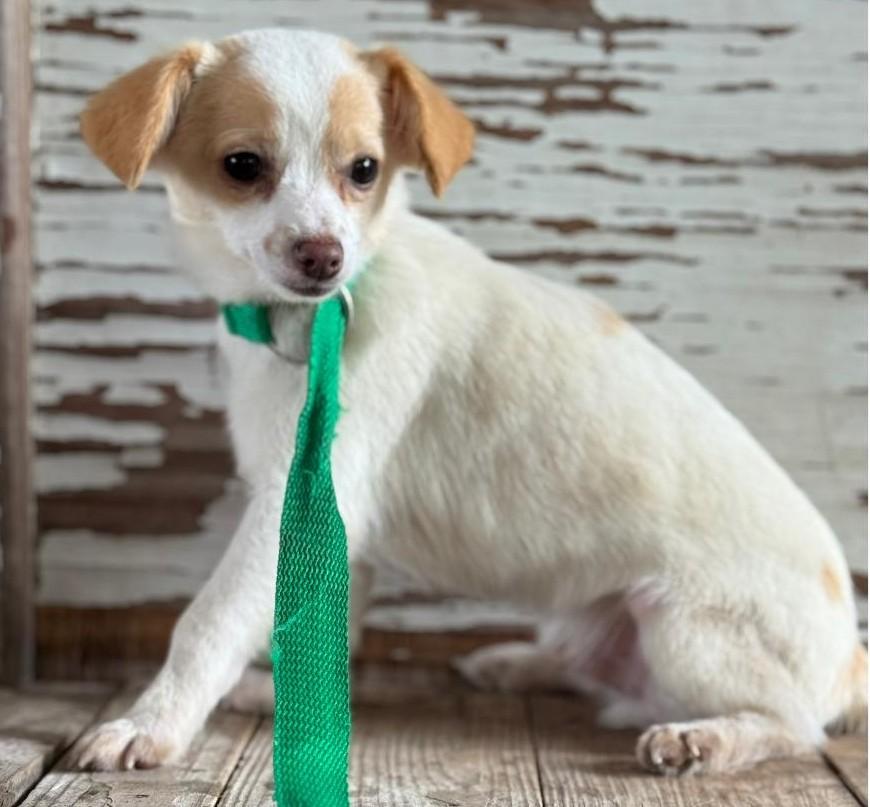Enlarge Edwin, a ADOPTABLE mixed breed in Carrollton, TX image 3/3