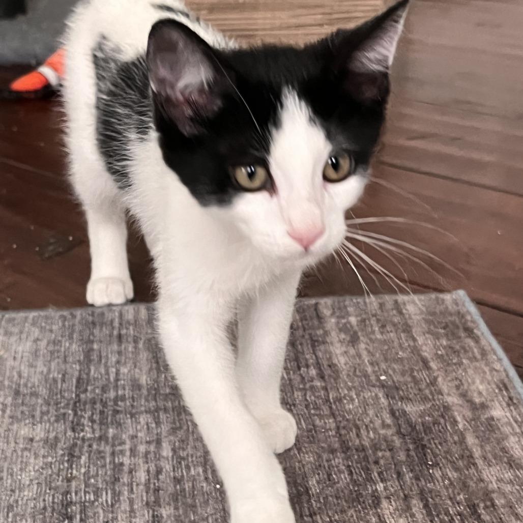 Mochii, a Adoptable Domestic Short Hair in Temecula, CA image 1/5