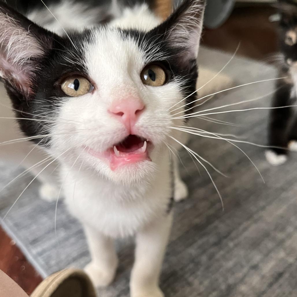 Mochii, a Adoptable Domestic Short Hair in Temecula, CA image 3/5