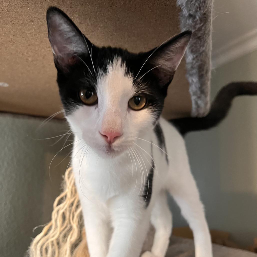 Mochii, a Adoptable Domestic Short Hair in Temecula, CA image 5/5