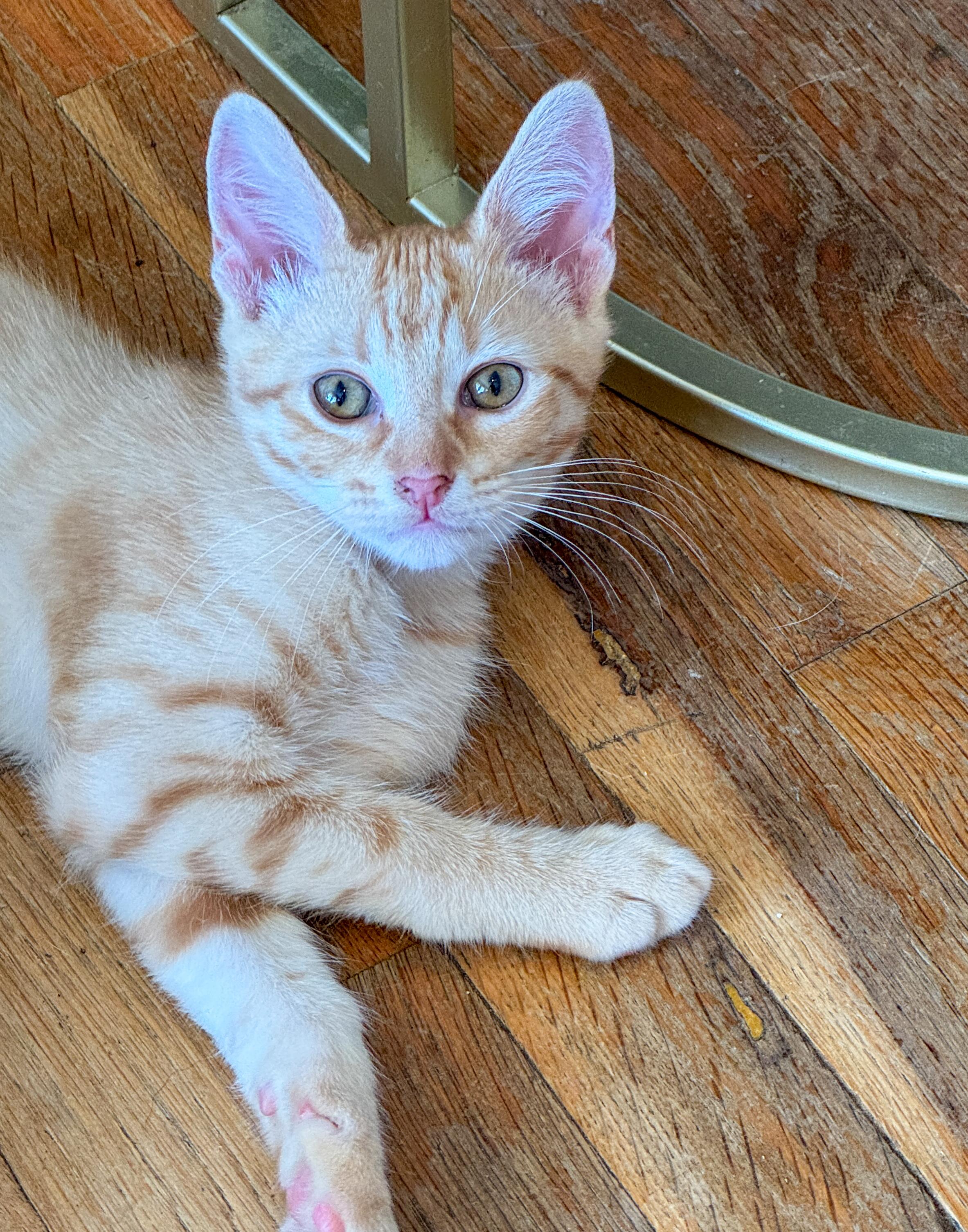 Enlarge Stew, a Adoptable mixed breed in San Diego, CA image 1/1