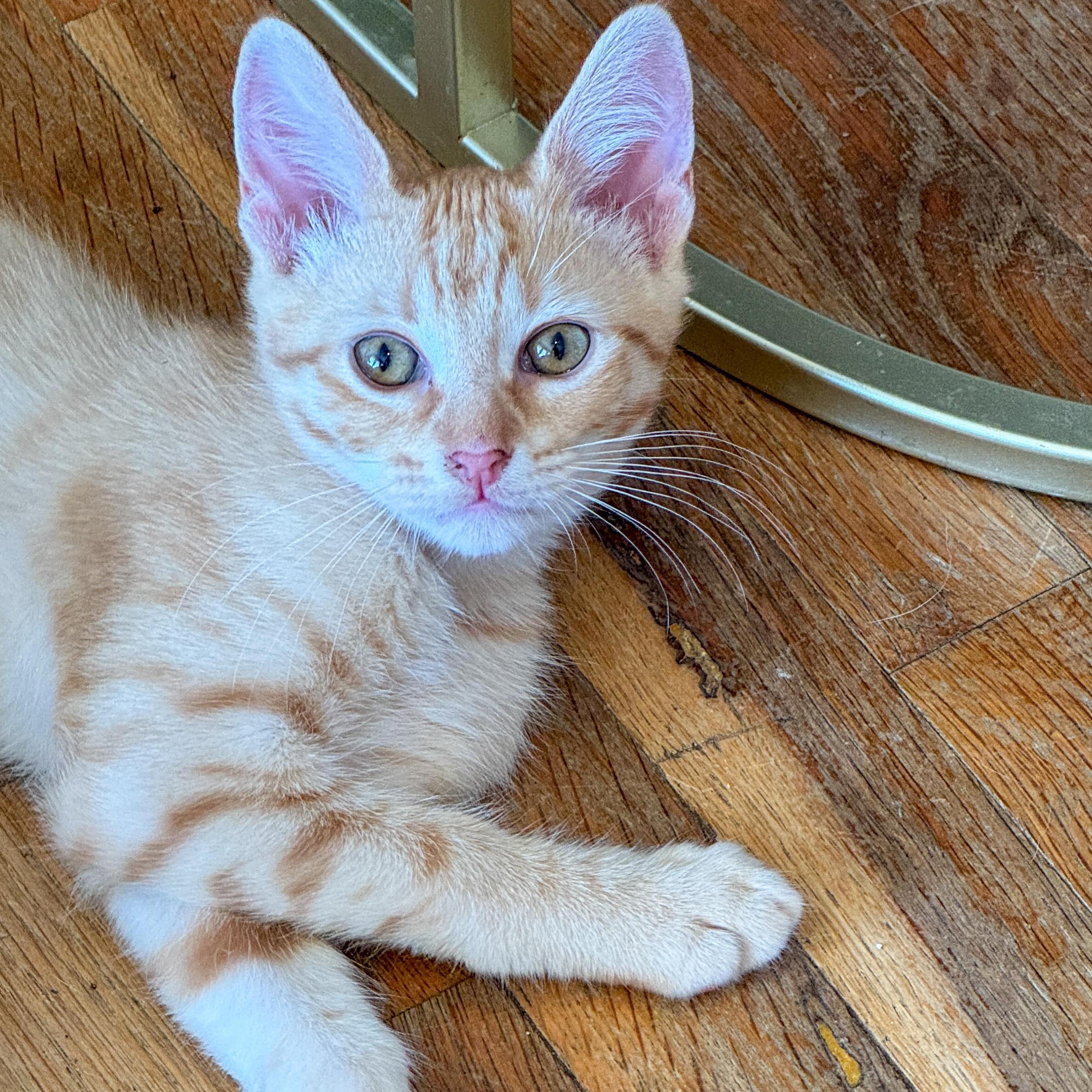 Enlarge Stew, a Adoptable mixed breed in San Diego, CA image 1/5