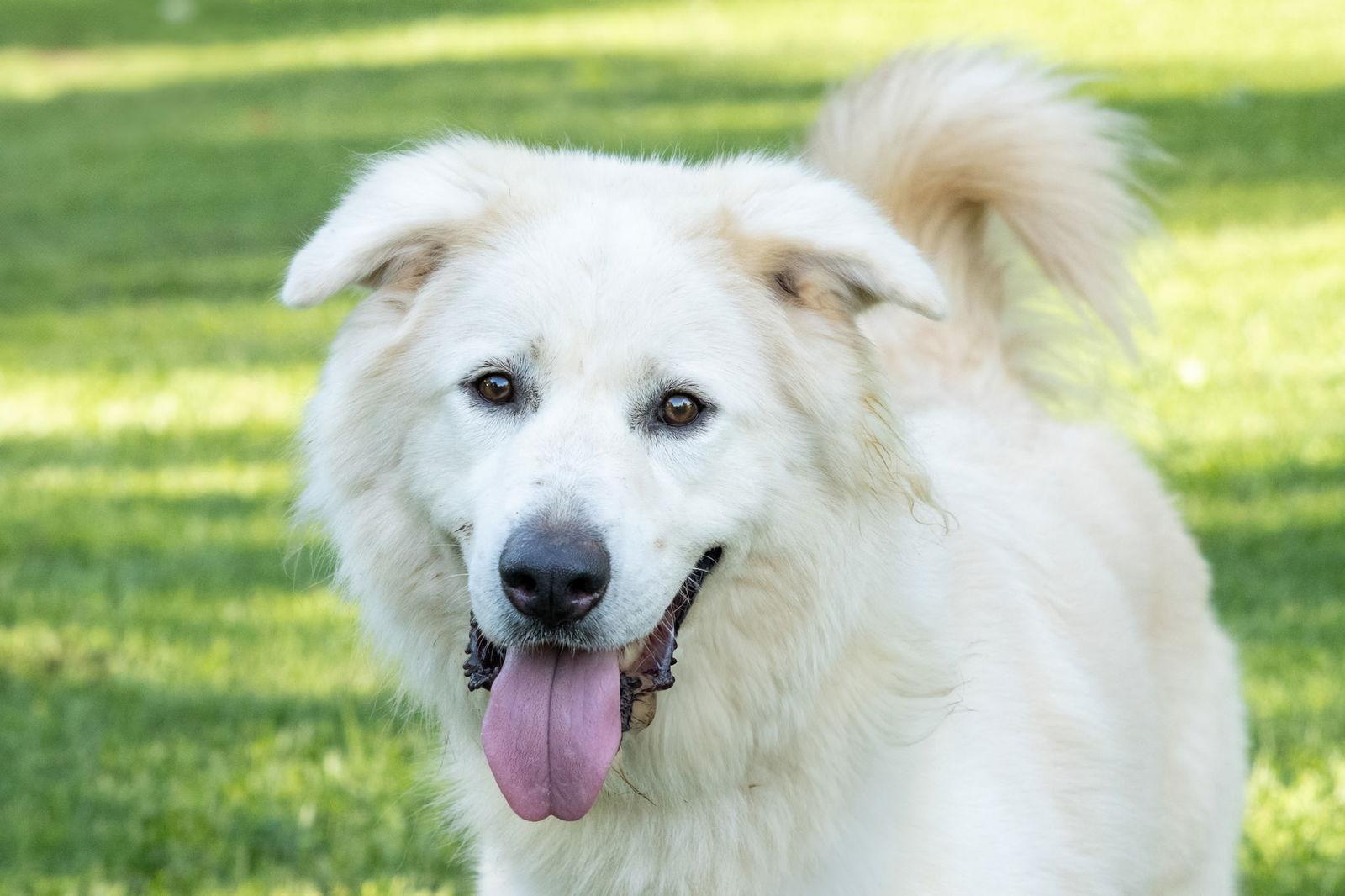 JACK JUNIOR, Adoptable, Adult Male Great Pyrenees.