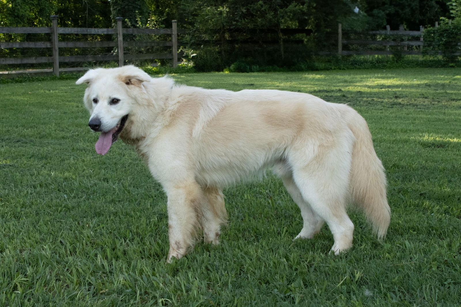 Enlarge JACK JUNIOR, a Adoptable Great Pyrenees in Franklin, TN image 2/3