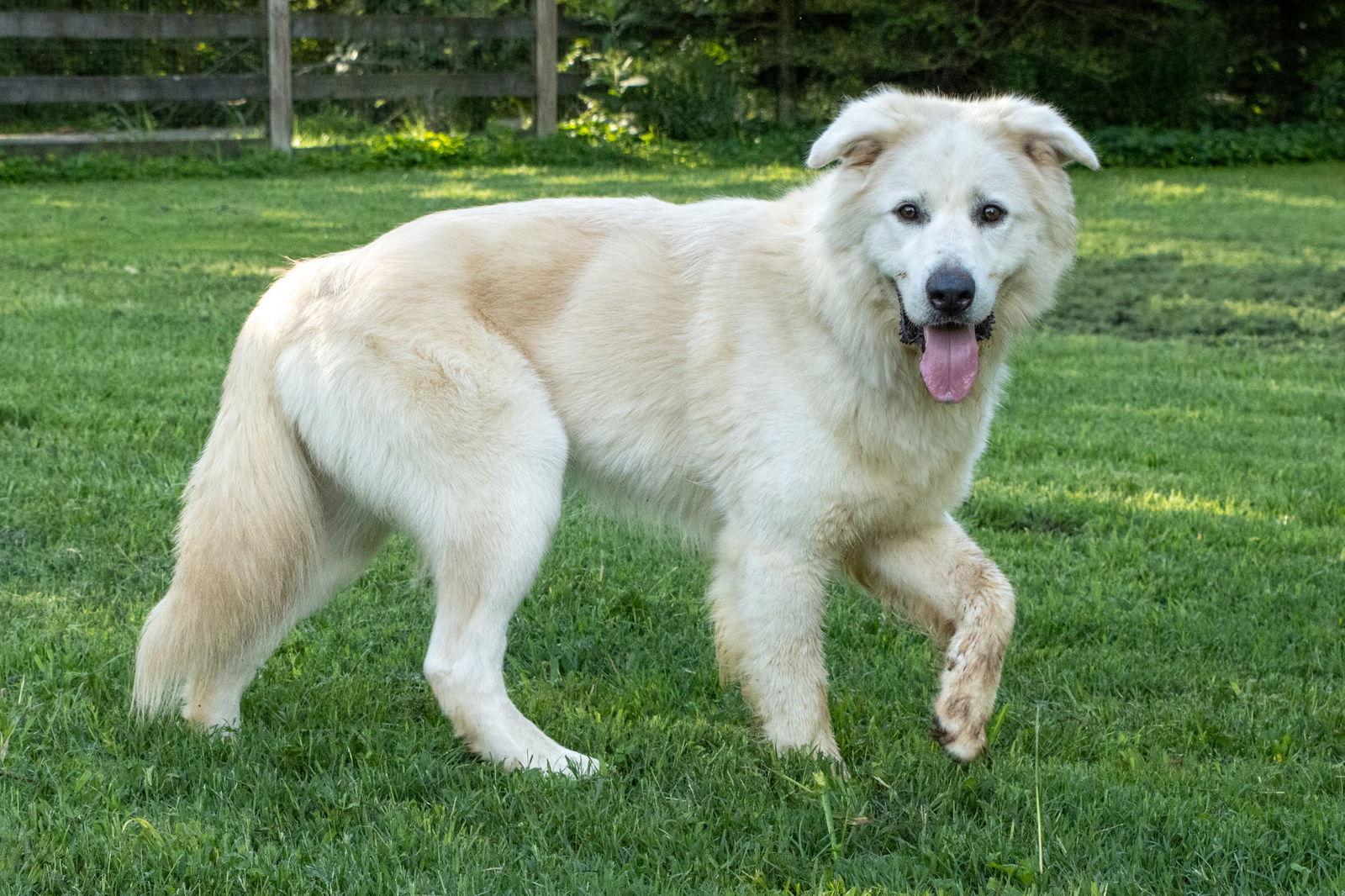 Enlarge JACK JUNIOR, a Adoptable Great Pyrenees in Franklin, TN image 3/3
