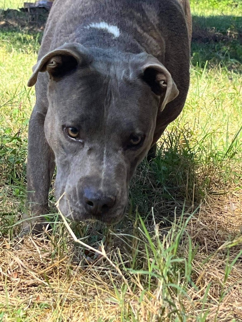 Enlarge GRAY, a Adoptable American Staffordshire Terrier in Alpharetta, GA image 1/4