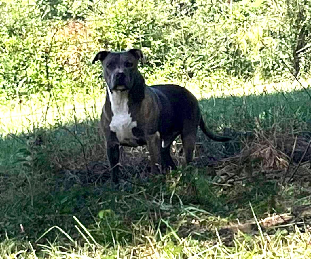 Enlarge GRAY, a Adoptable American Staffordshire Terrier in Alpharetta, GA image 3/4