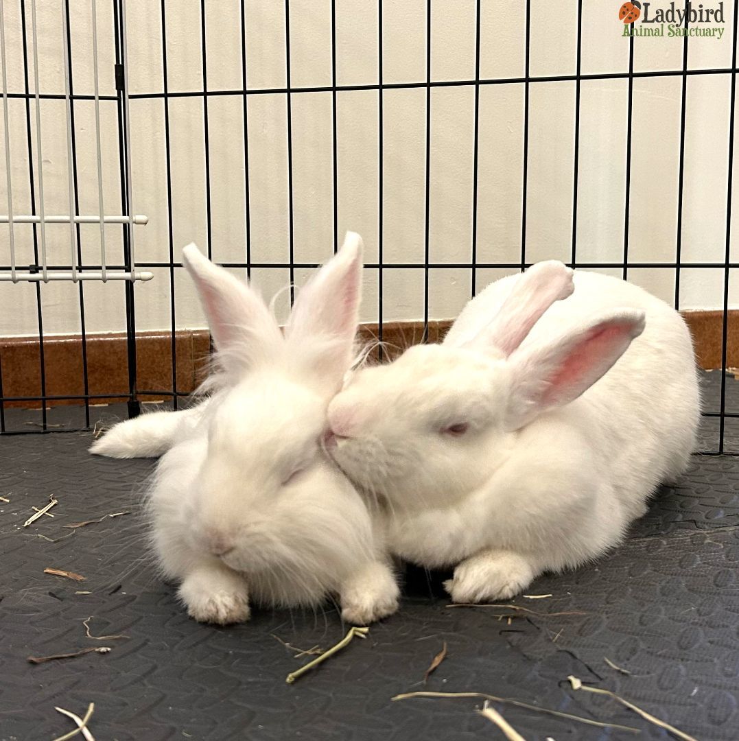 Cauliflower (bonded to Calla), Adoptable, Adult Male Lionhead.