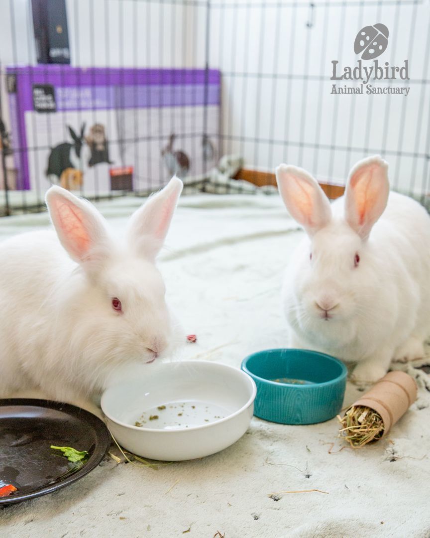 Enlarge Cauliflower (bonded to Calla), a Adoptable mixed breed in Hamilton, ON image 2/5