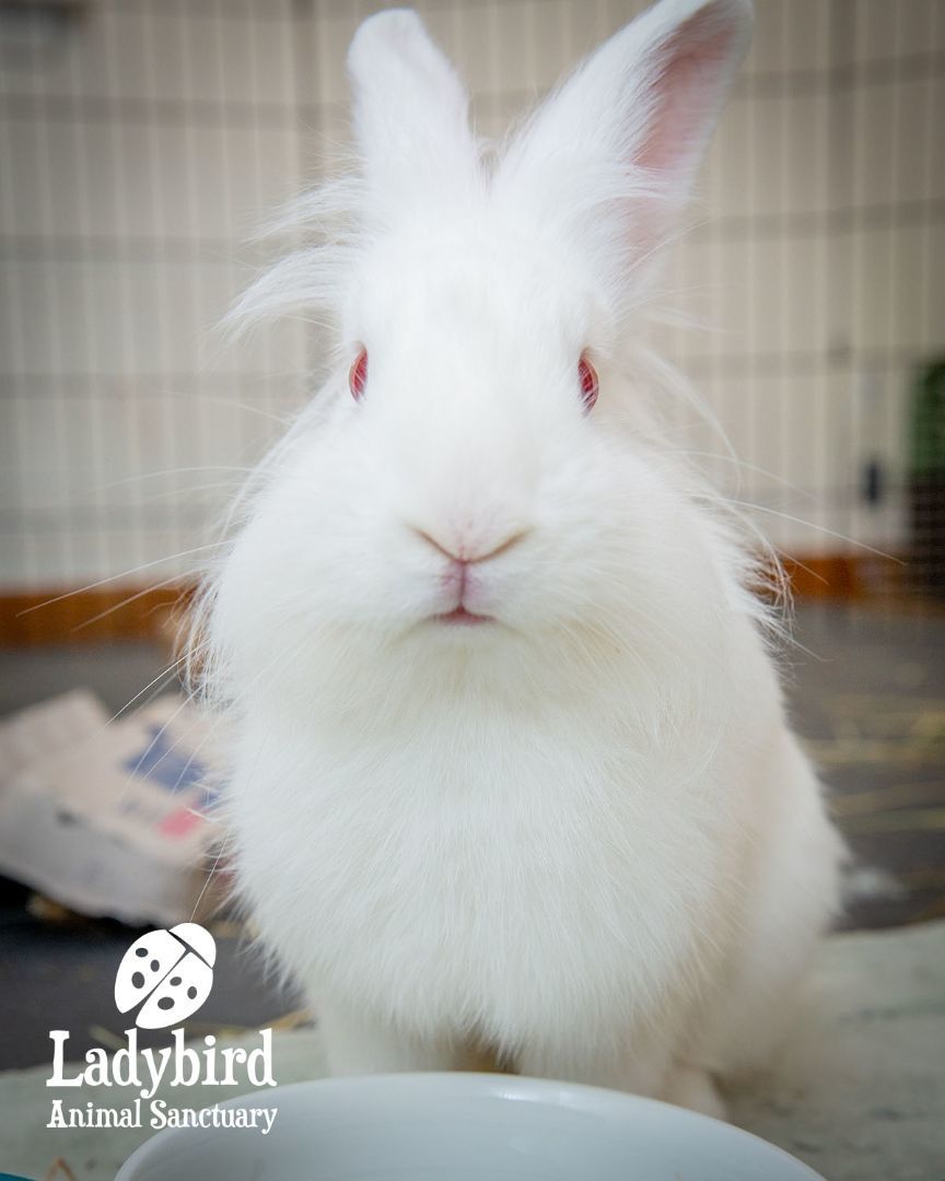 Enlarge Cauliflower (bonded to Calla), a Adoptable mixed breed in Hamilton, ON image 3/5