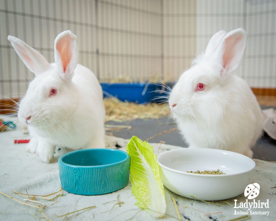 Enlarge Cauliflower (bonded to Calla), a Adoptable mixed breed in Hamilton, ON image 5/5