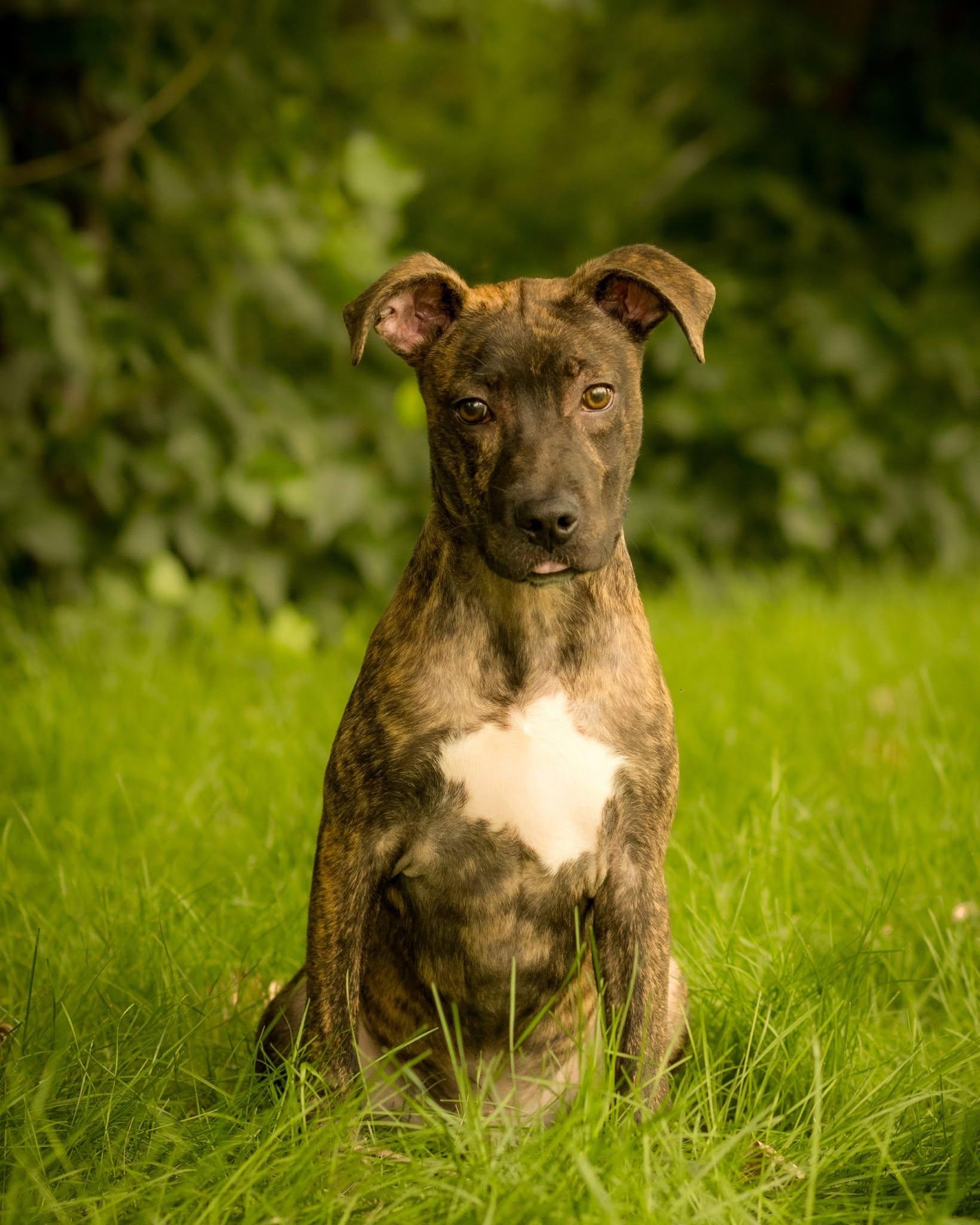 RITZ (0773), ADOPTABLE, Puppy Female Pit Bull Terrier.