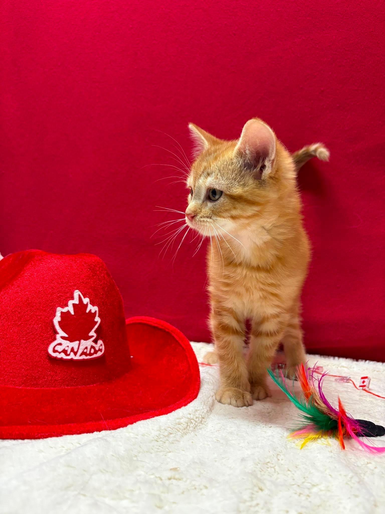 NEMO, a Adoptable Domestic Short Hair in Tillsonburg, ON image 3/6