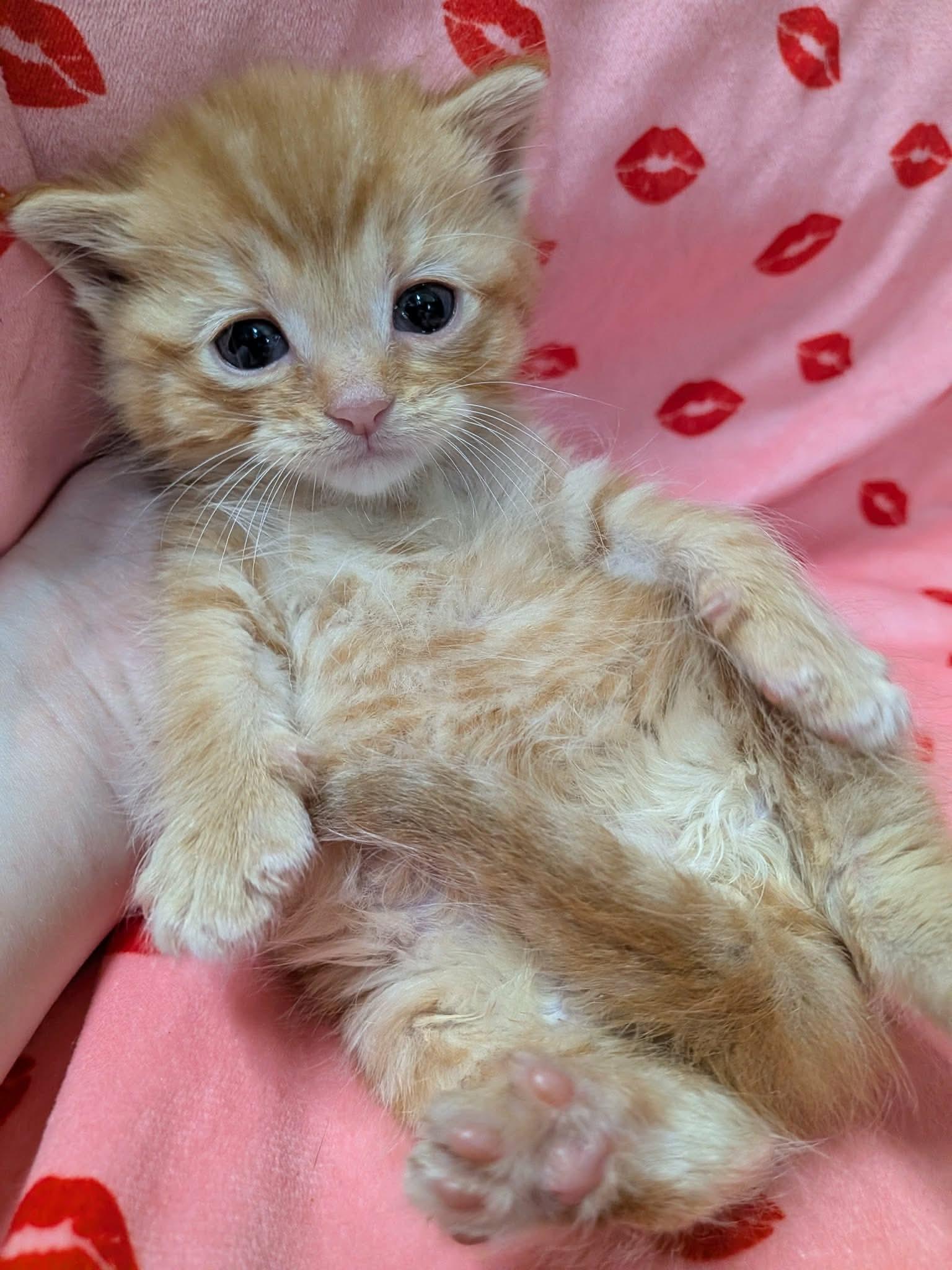 NEMO, a Adoptable Domestic Short Hair in Tillsonburg, ON image 6/6
