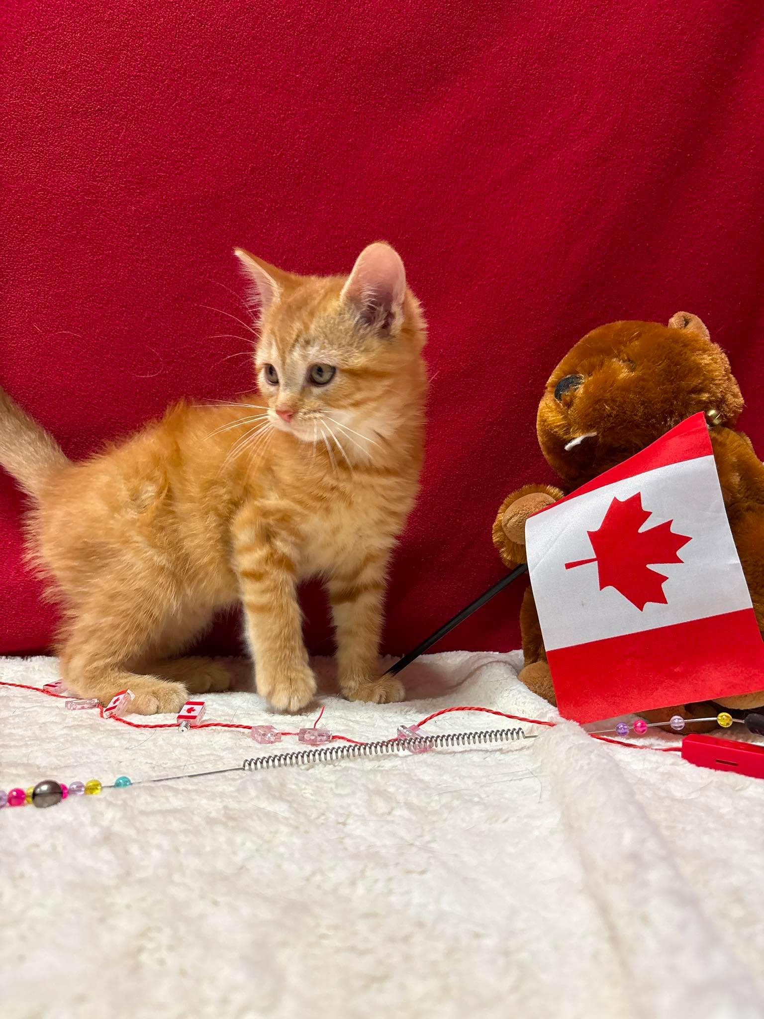 NEMO, a Adoptable Domestic Short Hair in Tillsonburg, ON image 2/6