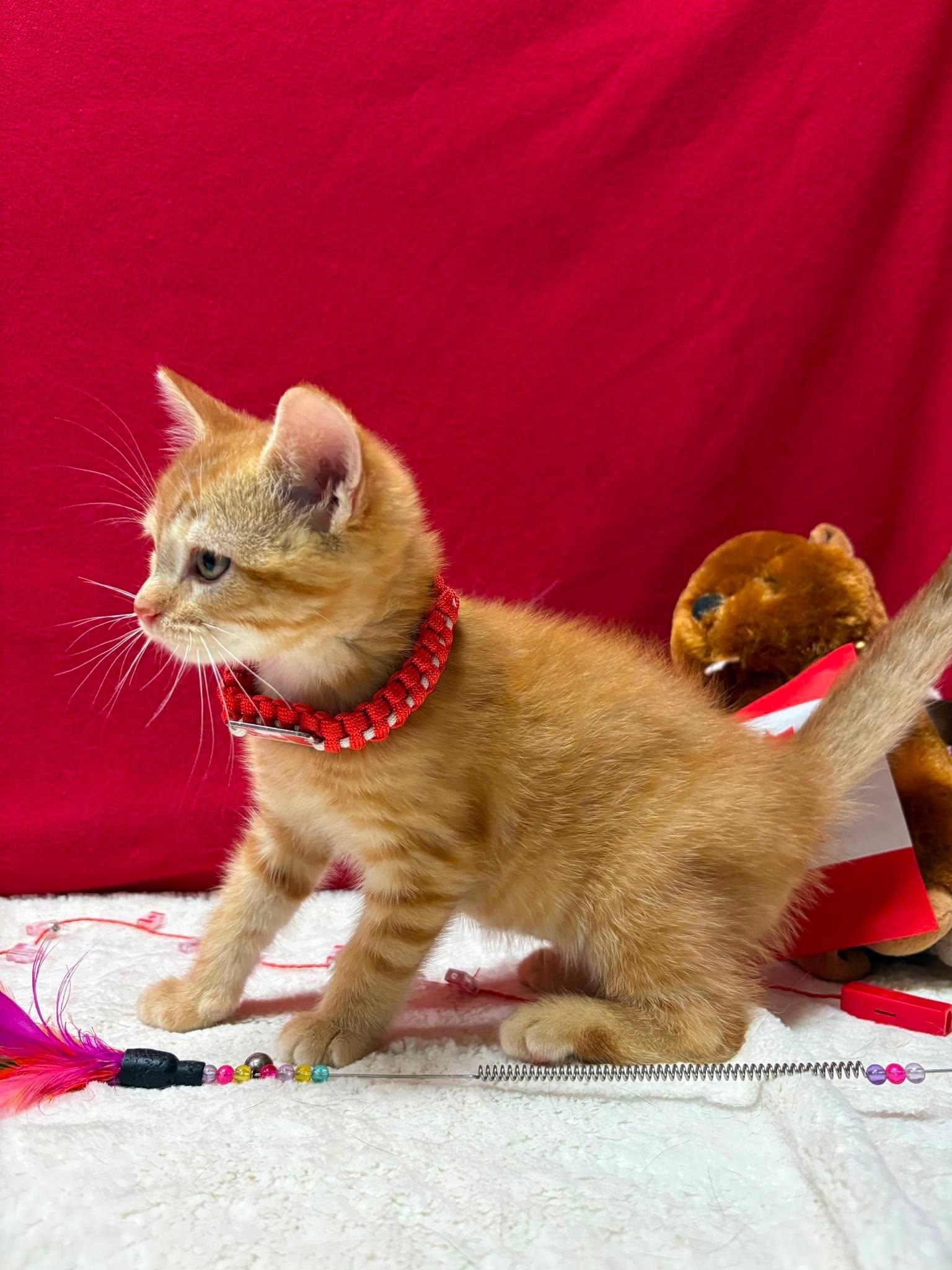 NEMO, a Adoptable Domestic Short Hair in Tillsonburg, ON image 4/6