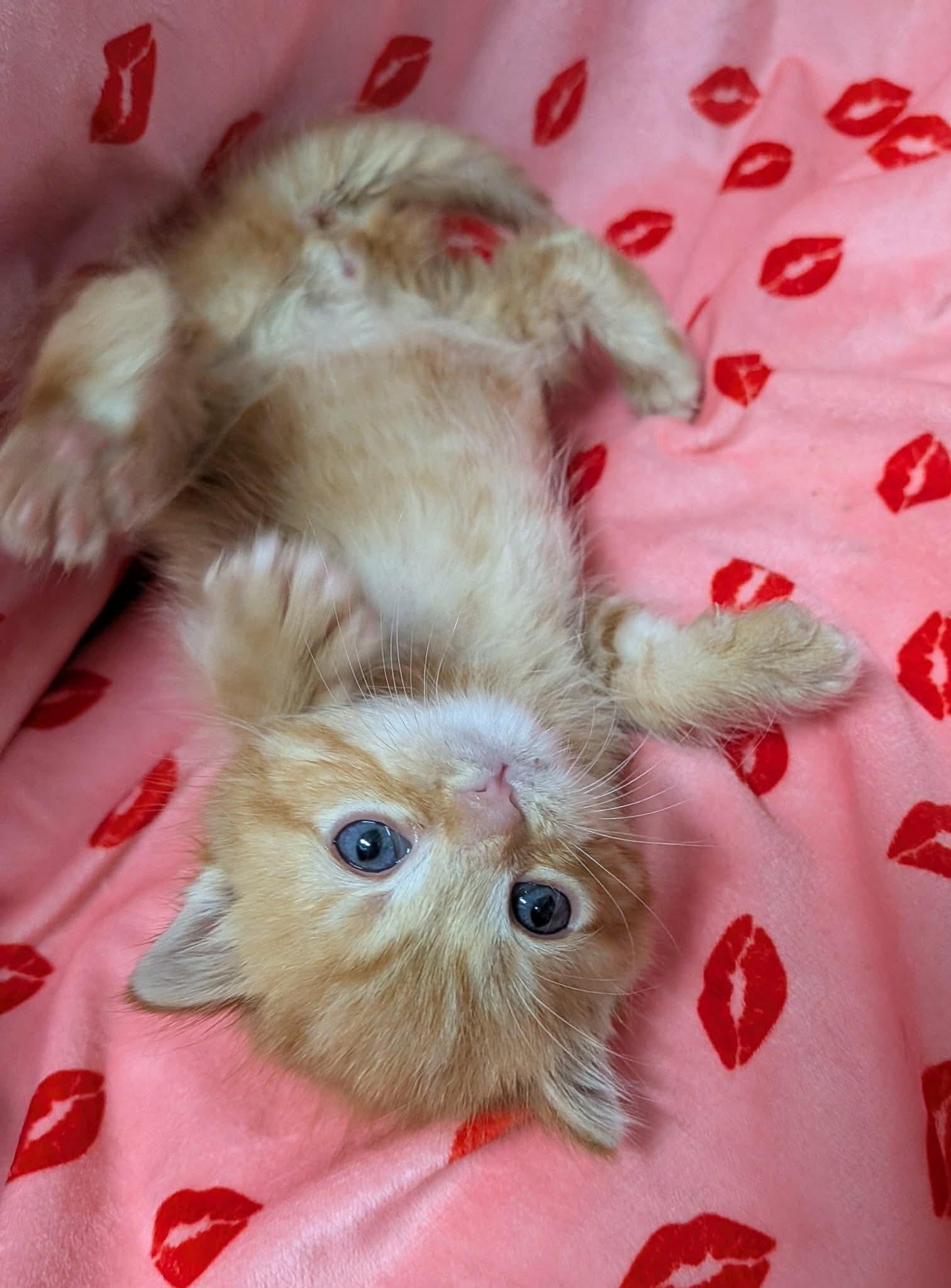 NEMO, a Adoptable Domestic Short Hair in Tillsonburg, ON image 5/6