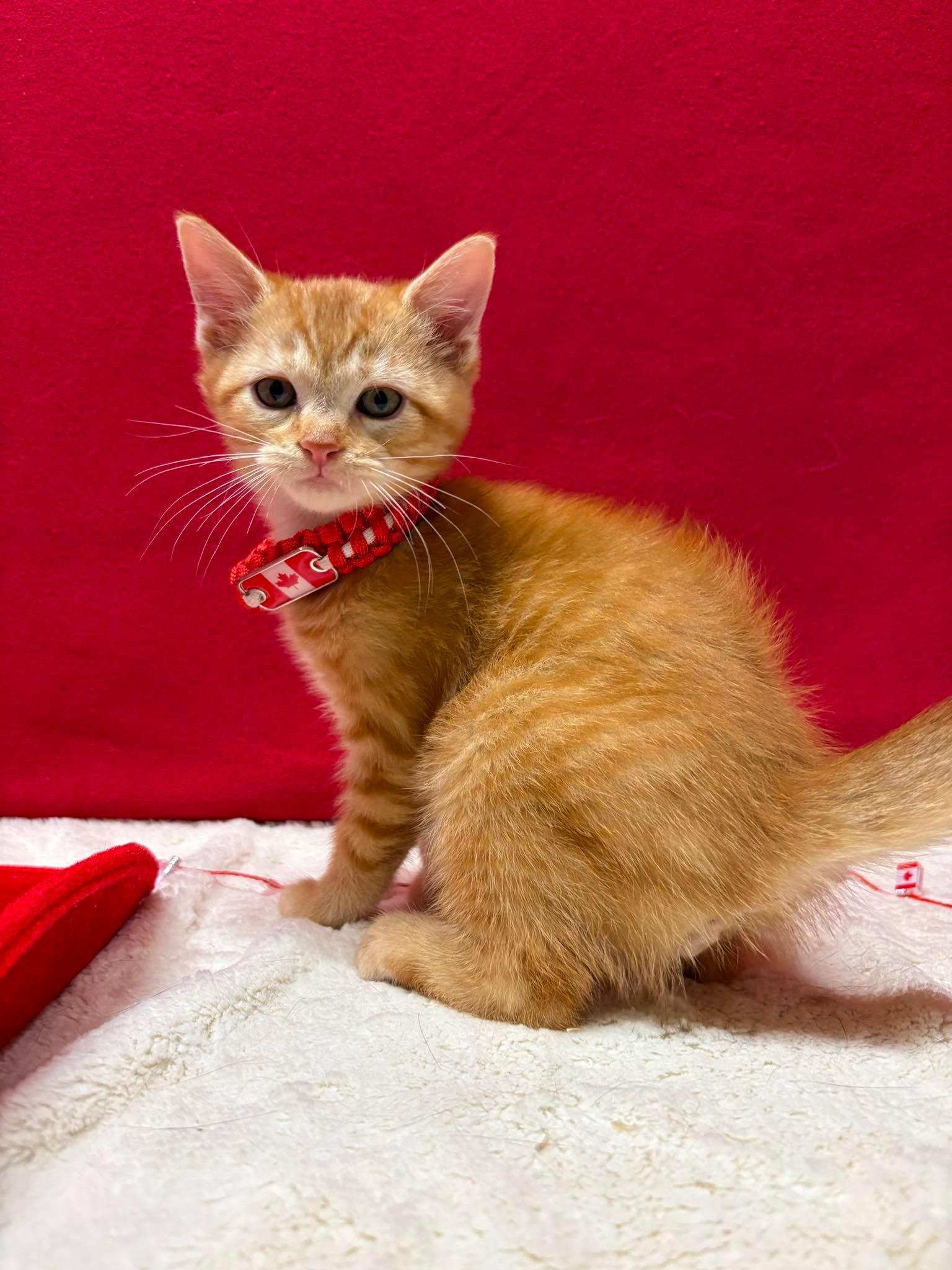 NEMO, a Adoptable Domestic Short Hair in Tillsonburg, ON image 1/6