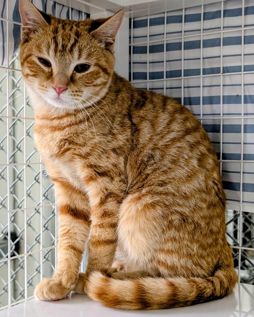 Enlarge Rusteze, a Adoptable mixed breed in Peoria, AZ image 1/1