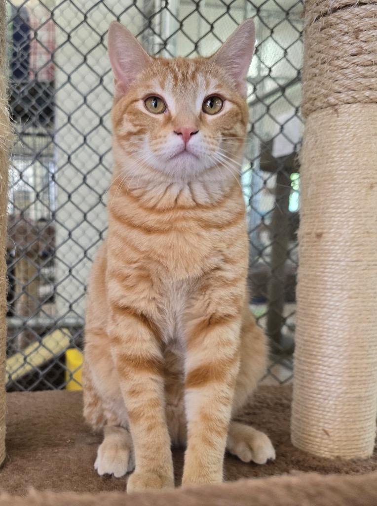 Enlarge Rusteze, a Adoptable mixed breed in Peoria, AZ image 1/2