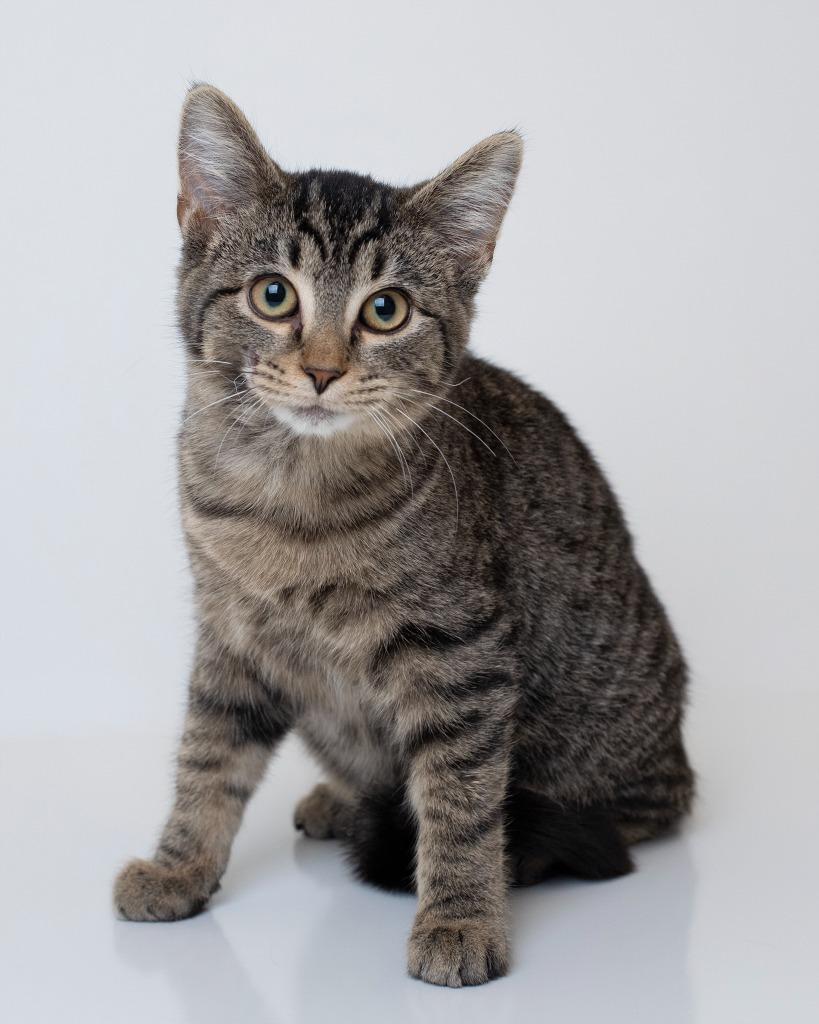 Paul, Adoptable, Kitten Male Domestic Short Hair.