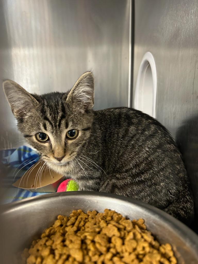 Paul, a Adoptable mixed breed in Boone, IA image 2/2