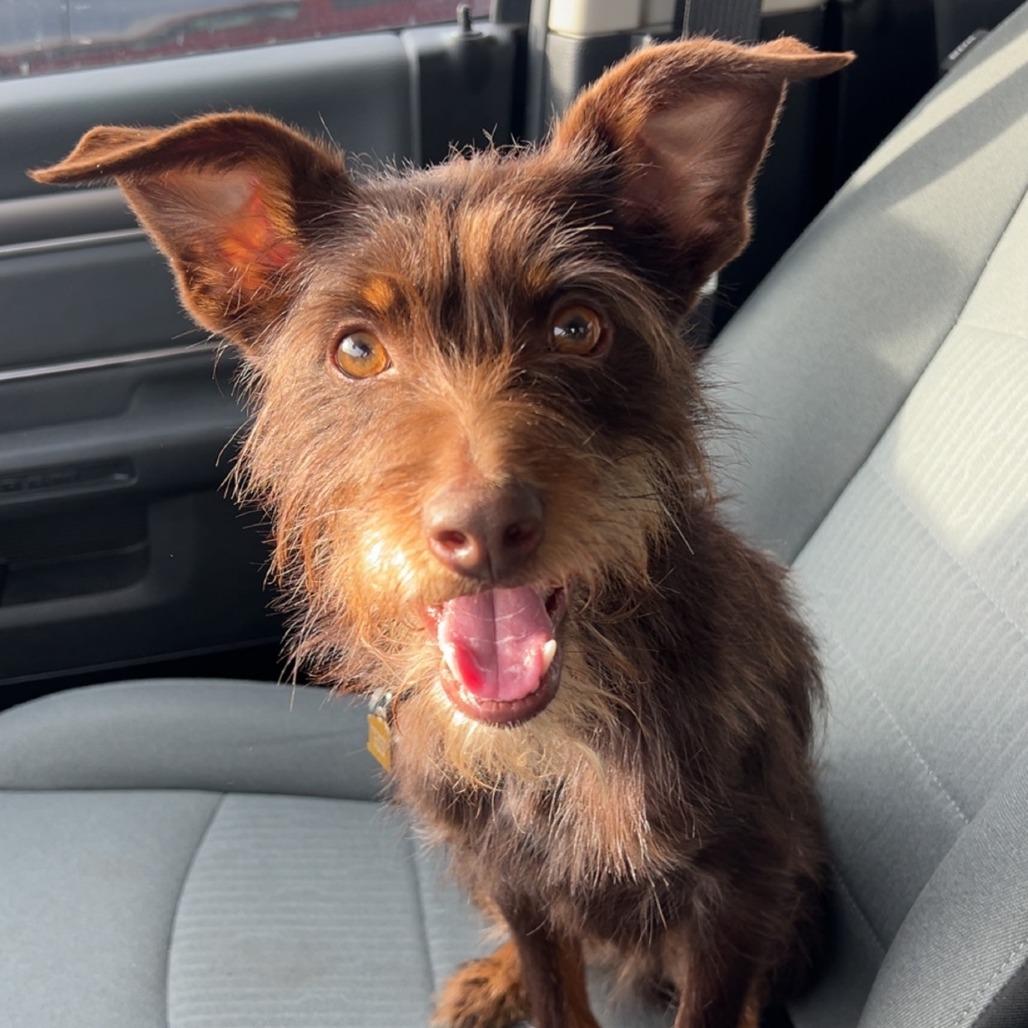 Enlarge Beetle--In Foster***ADOPTION PENDING***, a Adoptable mixed breed in Fargo, ND image 2/2