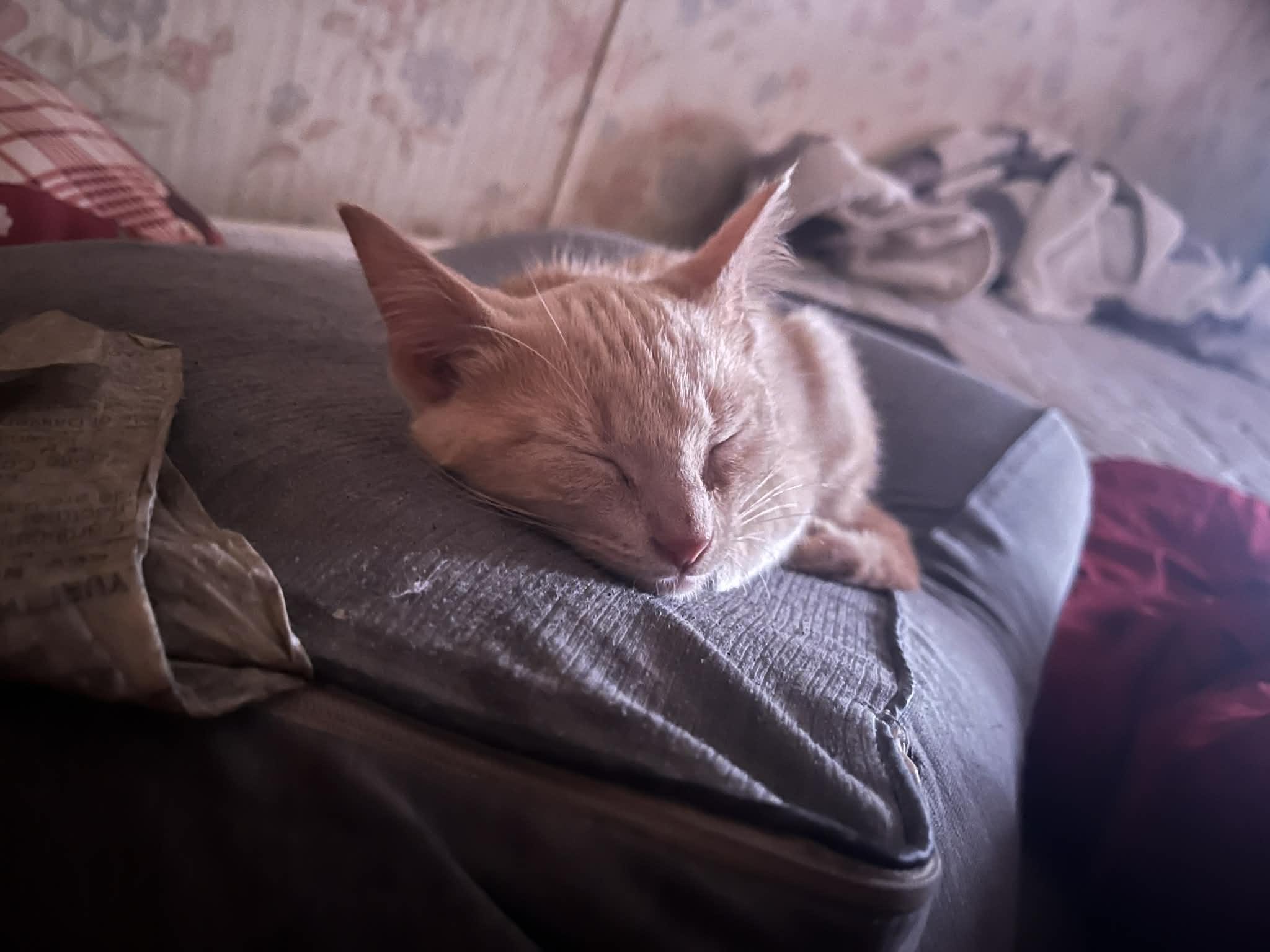 Enlarge Buster, a ADOPTABLE Domestic Short Hair in Inez, KY image 1/3