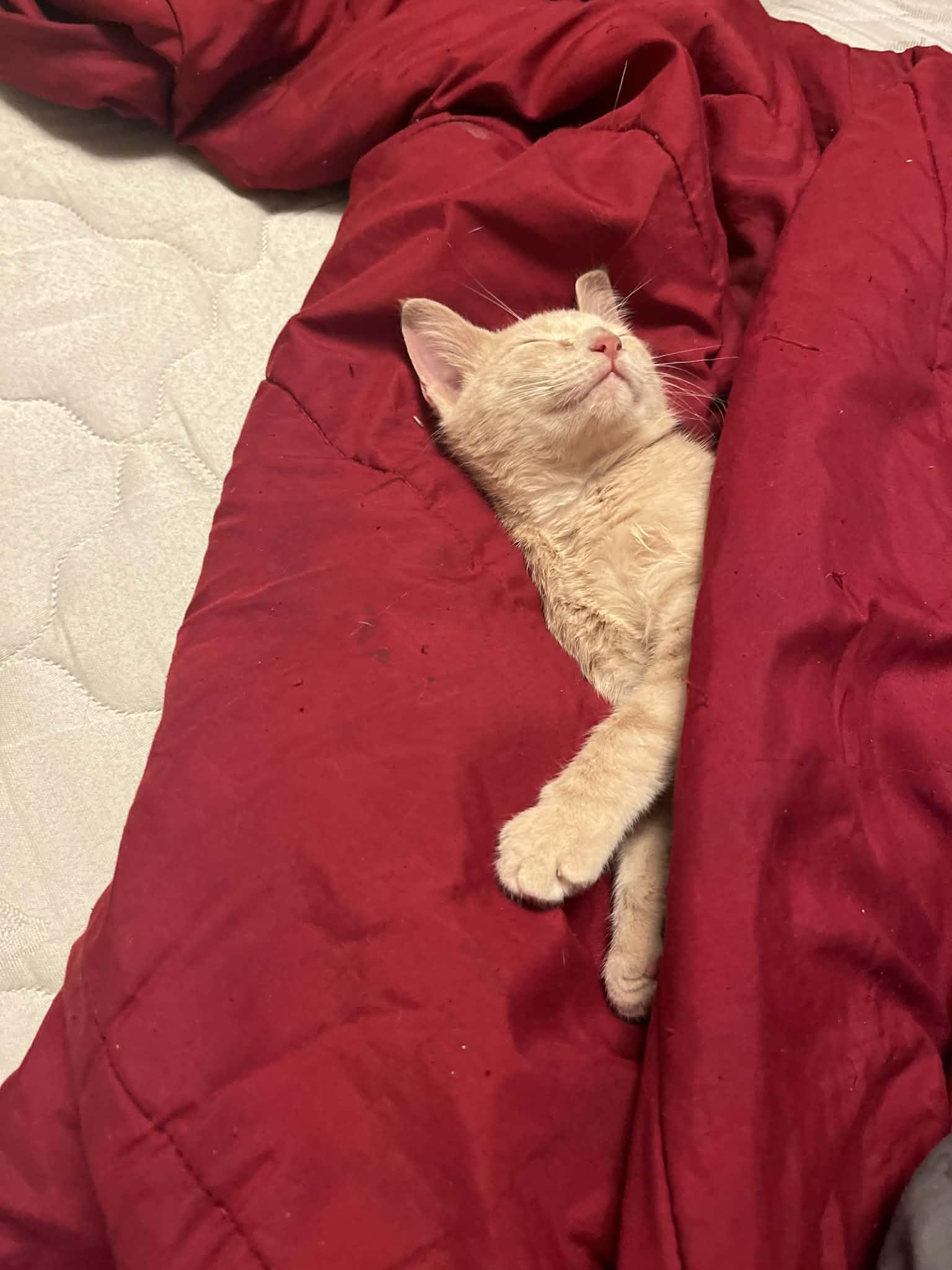 Enlarge Buster, a ADOPTABLE Domestic Short Hair in Inez, KY image 2/3